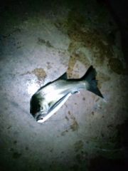 ����⥹���SF95