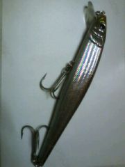 SEABASS HUNTER ��